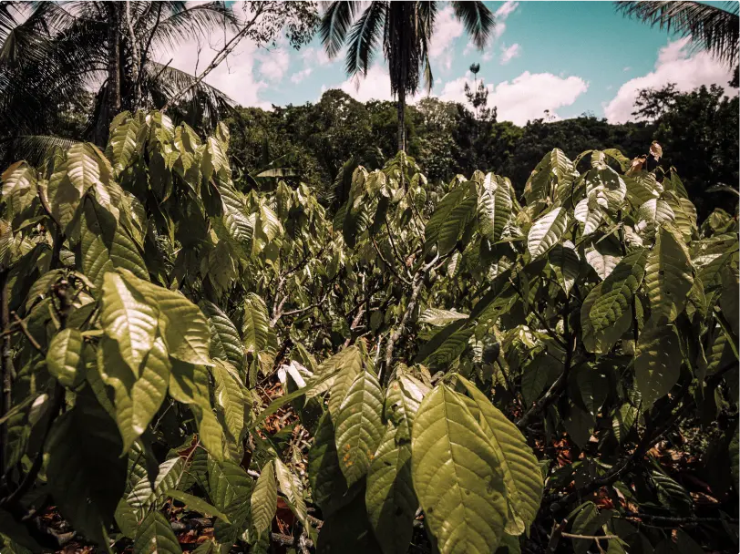 Dschungel von Costa Rica